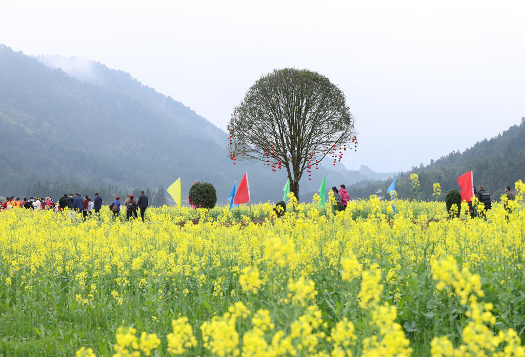 湖南怀化：油菜花海金黄灿烂吸引游客