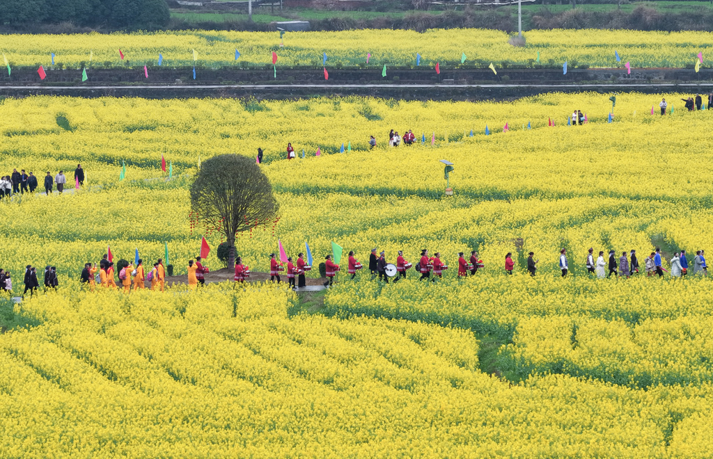 湖南怀化：油菜花海金黄灿烂吸引游客