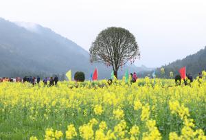 湖南怀化：油菜花海金黄灿烂吸引游客