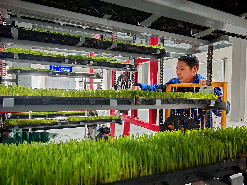 湖北云梦：智慧育秧车间赋能现代农业