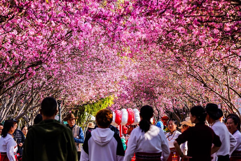云南昆明：西华园海棠盛放 市民踏青赏花