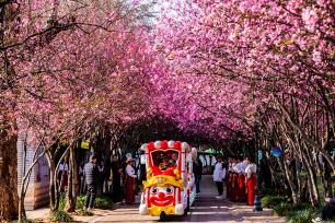 云南昆明：西华园海棠盛放 市民踏青赏花