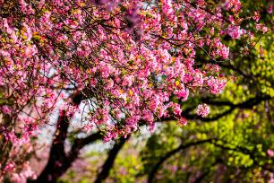 云南昆明：西华园海棠盛放 市民踏青赏花
