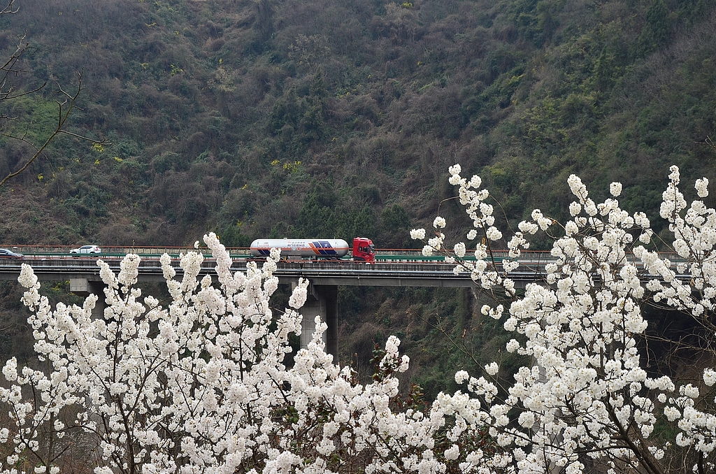陕西汉中：动车穿行花海美如画