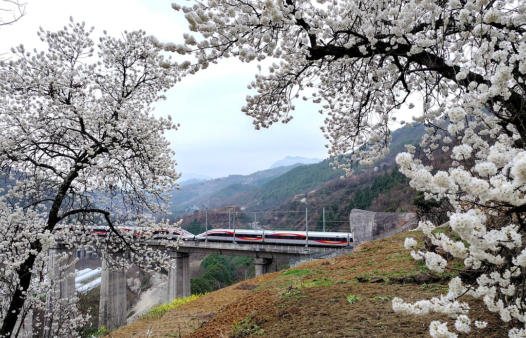 陕西汉中：动车穿行花海美如画