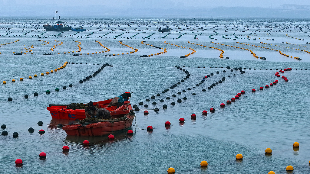 山东荣成：渔民驾船收获海带 供应春季市场