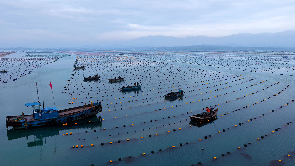 山东荣成：渔民驾船收获海带 供应春季市场