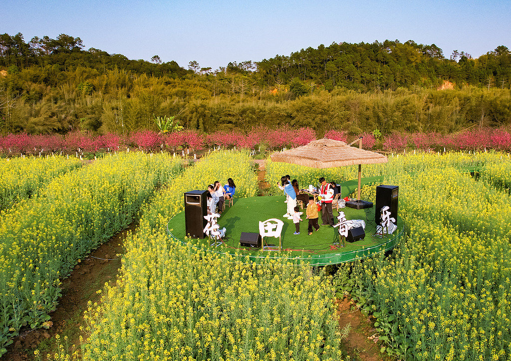 广西苍梧：桃花油菜花绽放 吸引游客赏花打卡