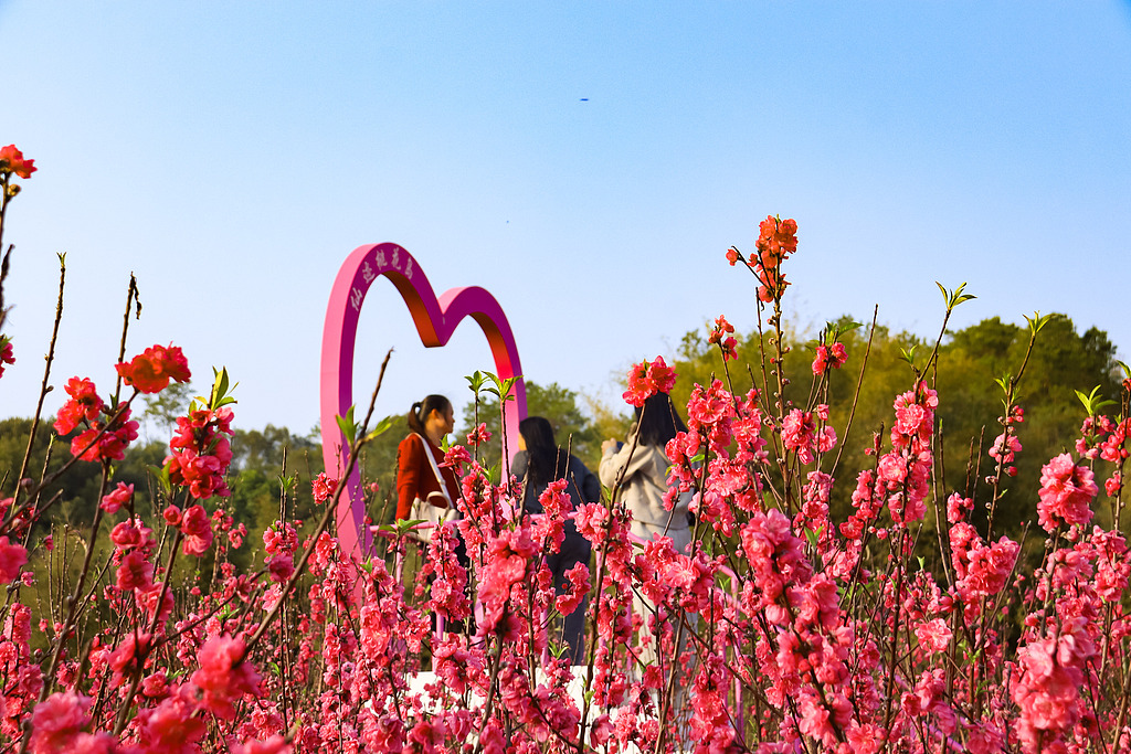 广西苍梧：桃花油菜花绽放 吸引游客赏花打卡