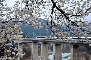 陕西汉中：动车穿行花海美如画