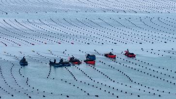 山东荣成：渔民驾船收获海带 供应春季市场