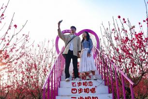 广西苍梧：桃花油菜花绽放 吸引游客赏花打卡