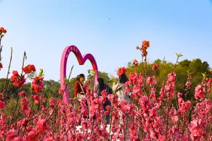 广西苍梧：桃花油菜花绽放 吸引游客赏花打卡
