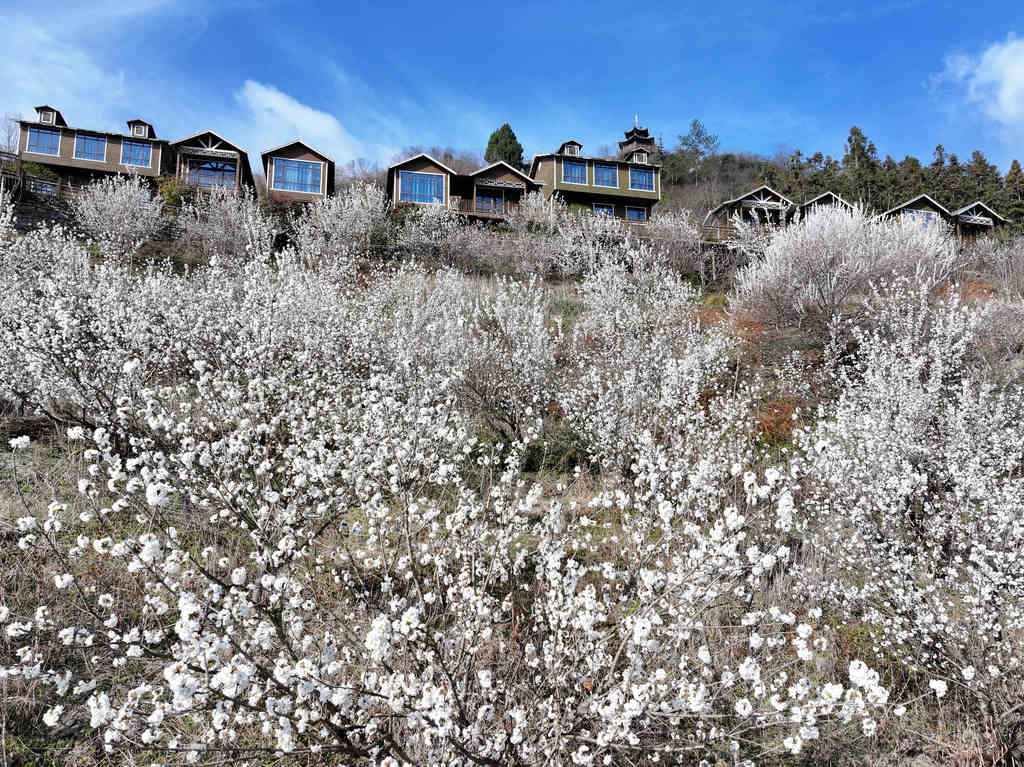 湖北襄阳：漫山樱桃花扮靓山村