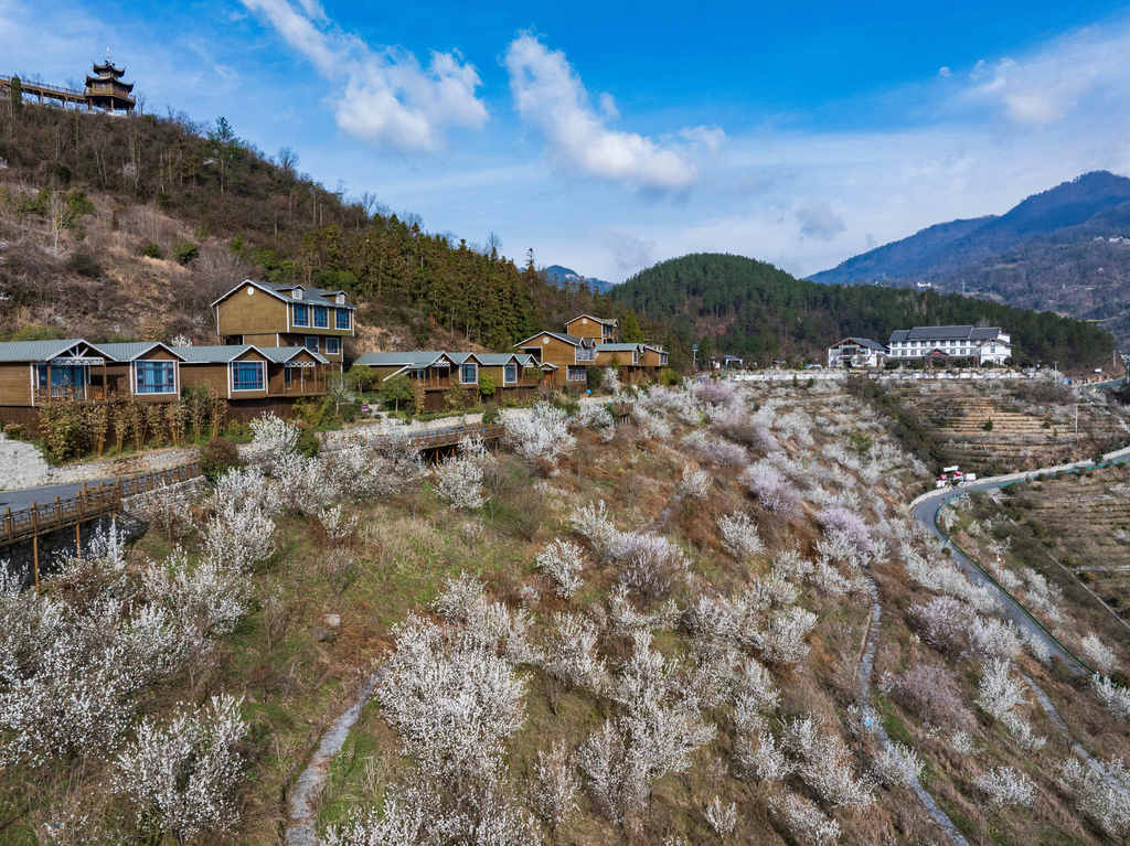 湖北襄阳：漫山樱桃花扮靓山村