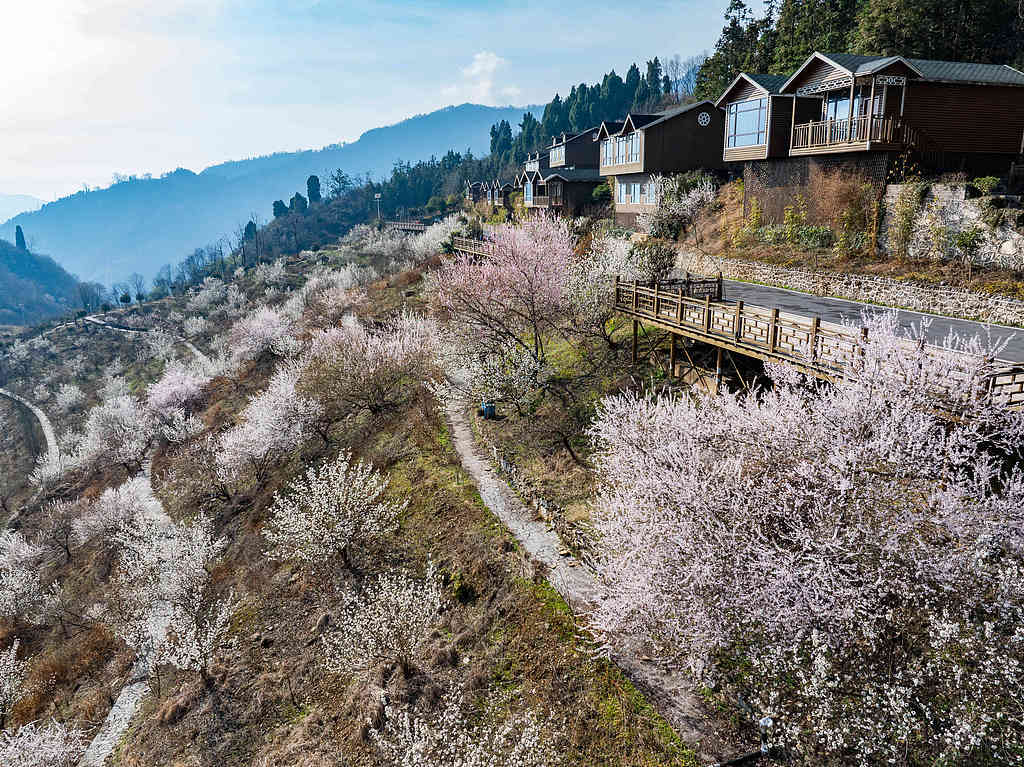 湖北襄阳：漫山樱桃花扮靓山村