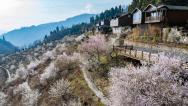 湖北襄阳：漫山樱桃花扮靓山村