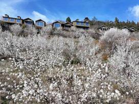 湖北襄阳：漫山樱桃花扮靓山村