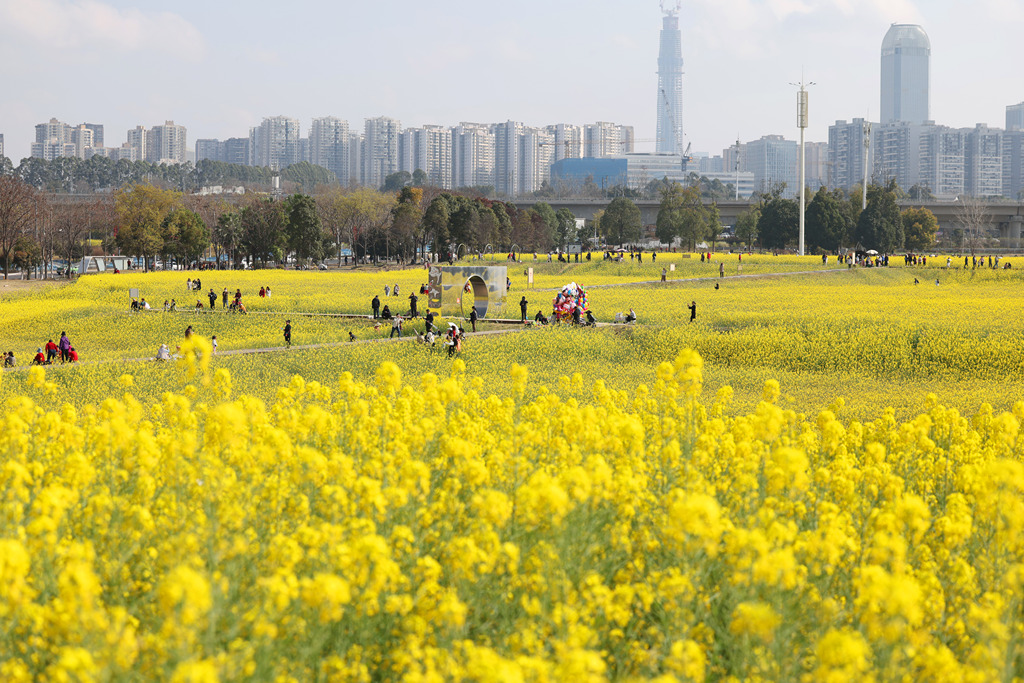 四川成都：油菜花海点缀城市春色