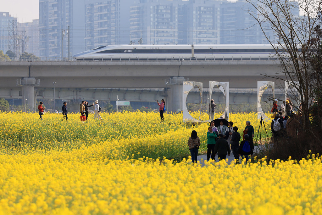 四川成都：油菜花海点缀城市春色