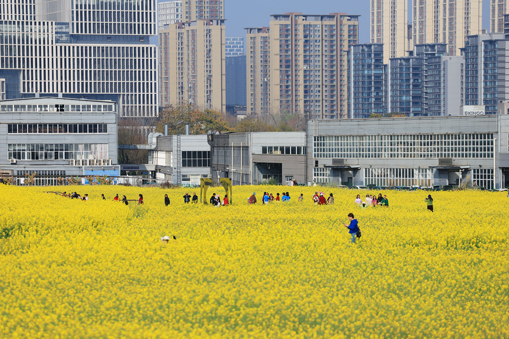 四川成都：油菜花海点缀城市春色