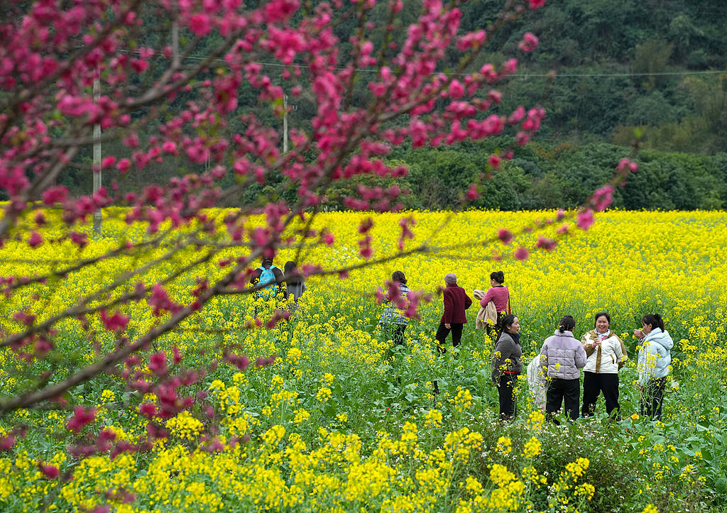 广西融水：油菜花开山村美