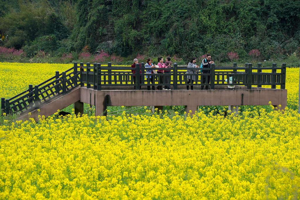 广西融水：油菜花开山村美