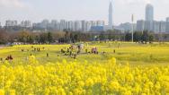 四川成都：油菜花海点缀城市春色