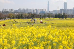 四川成都：油菜花海点缀城市春色