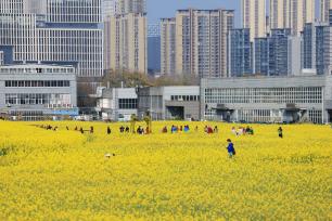 四川成都：油菜花海点缀城市春色