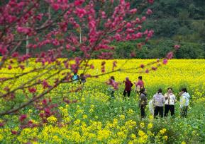 广西融水：油菜花开山村美