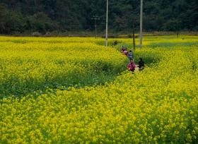 广西融水：油菜花开山村美