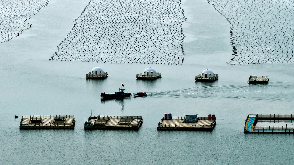 山东荣成：海上农场一派“春耕”生产景象