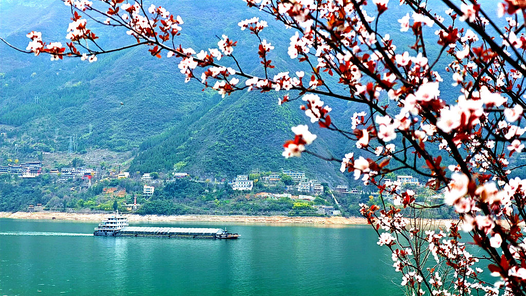 重庆：巫峡两岸春花烂漫