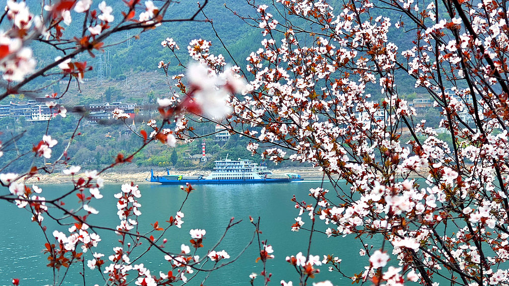 重庆：巫峡两岸春花烂漫