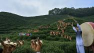 浙江杭州：茶农“喊山祈福”迎惊蛰