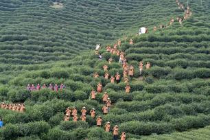 浙江杭州：茶农“喊山祈福”迎惊蛰