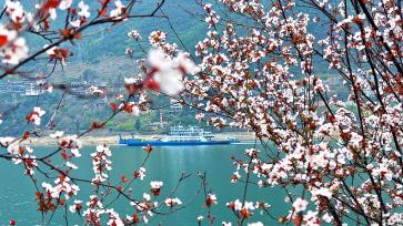 重庆：巫峡两岸春花烂漫