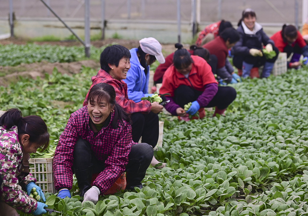 江西乐安：农民采收绿色蔬菜供应市场
