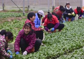 江西乐安：农民采收绿色蔬菜供应市场