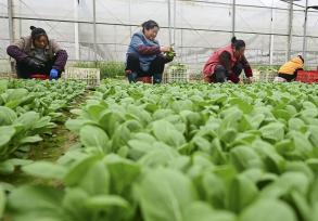 江西乐安：农民采收绿色蔬菜供应市场