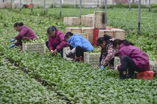 江西乐安：农民采收绿色蔬菜供应市场