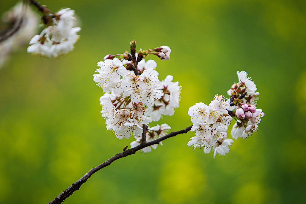 湖北宜昌：乡村公园樱花盛开