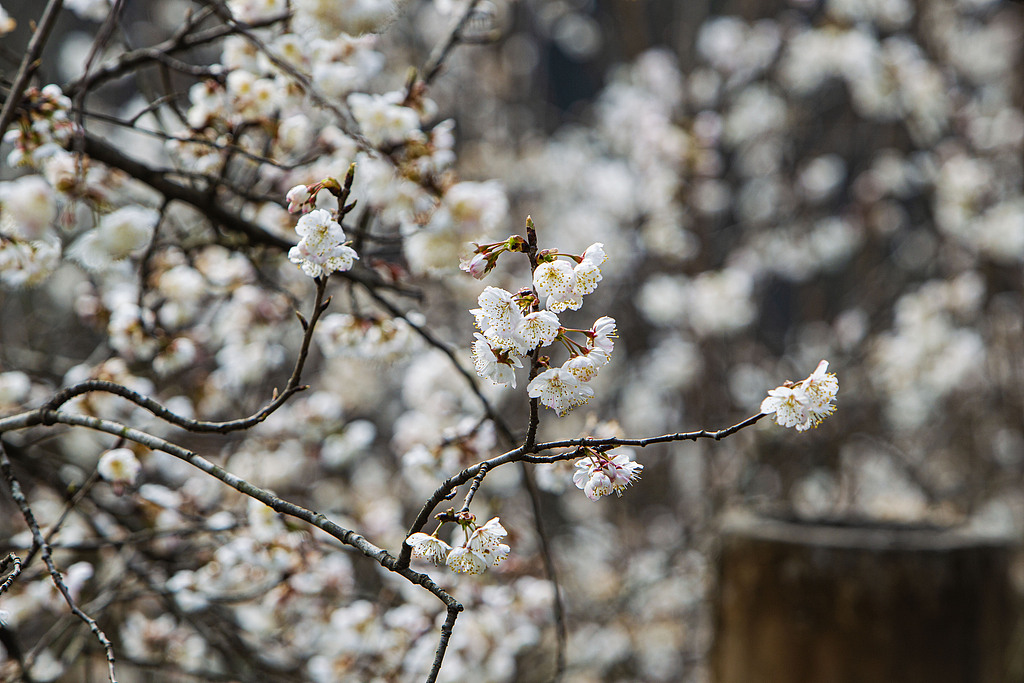 湖北宜昌：乡村公园樱花盛开