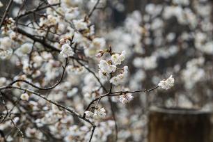 湖北宜昌：乡村公园樱花盛开