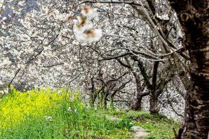 湖北宜昌：乡村公园樱花盛开