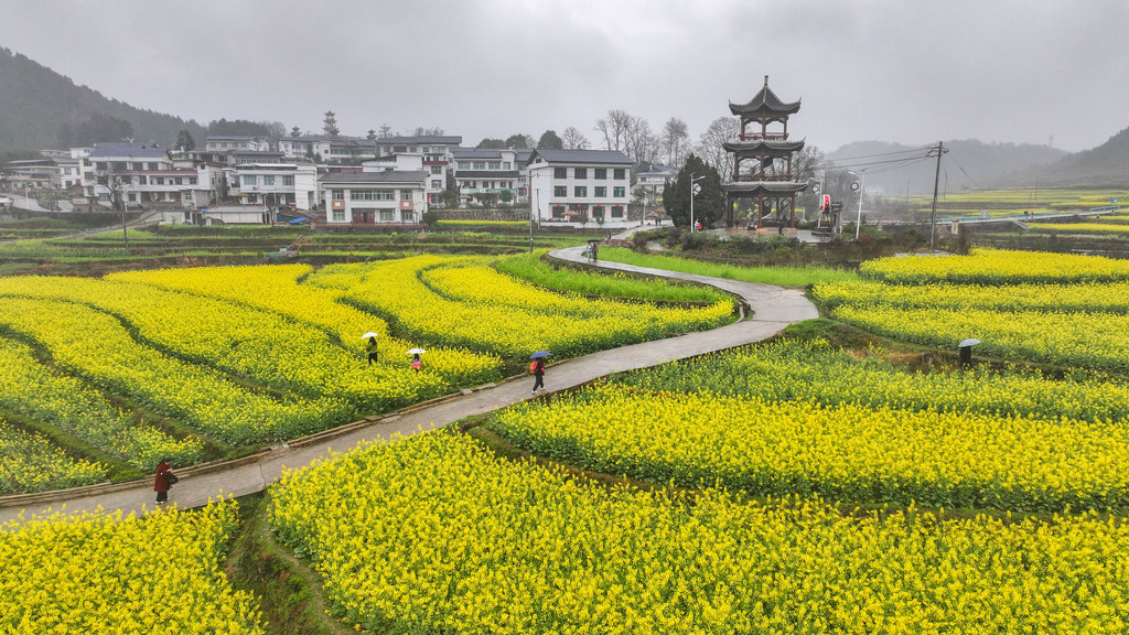 贵州铜仁：千余亩油菜花吸引游客