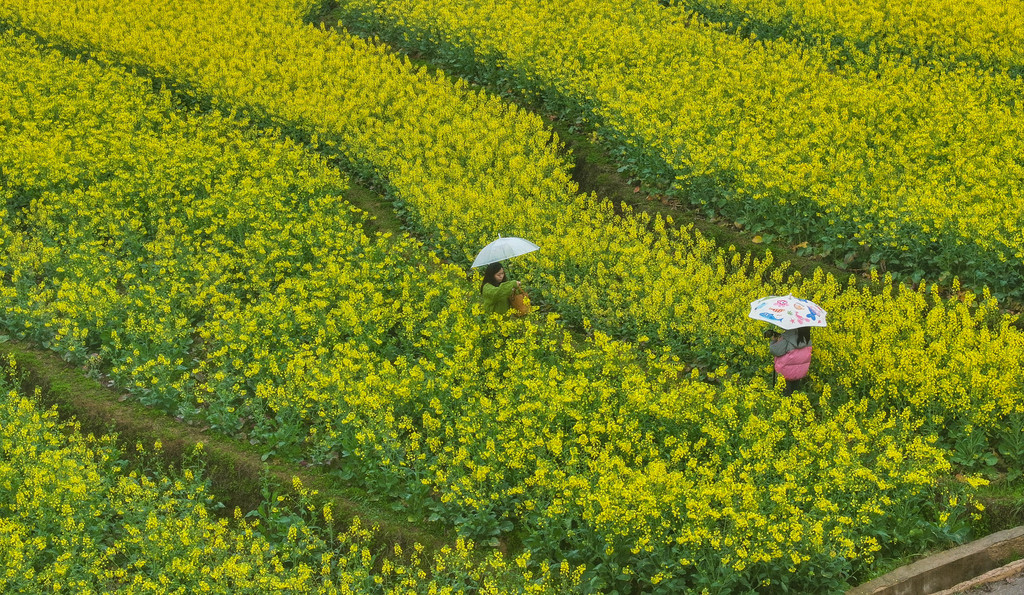 贵州铜仁：千余亩油菜花吸引游客