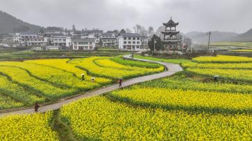 贵州铜仁：千余亩油菜花吸引游客