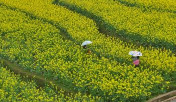 贵州铜仁：千余亩油菜花吸引游客
